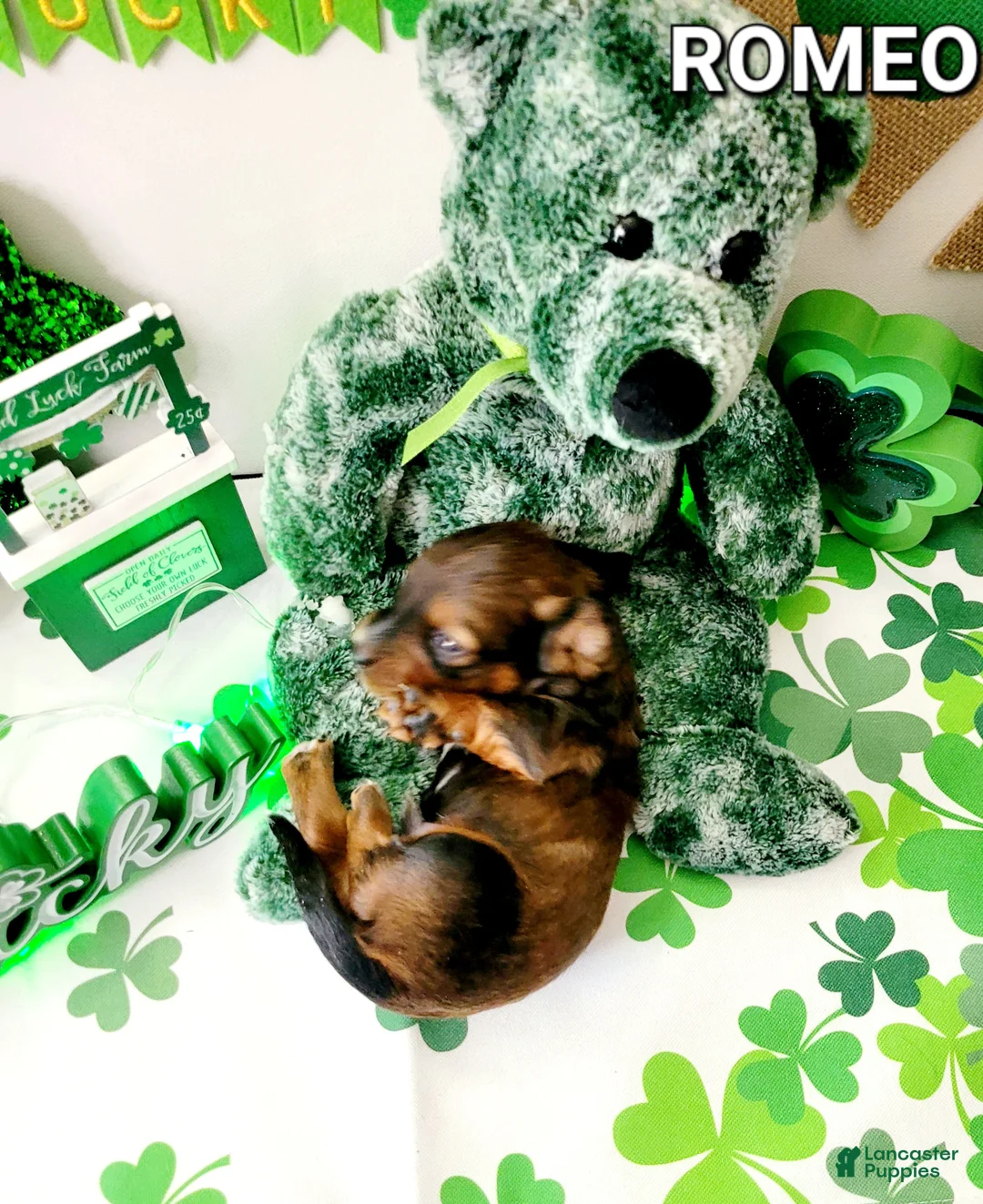 Miniature Dachshund dogs for sale: Romeo - Ad 6