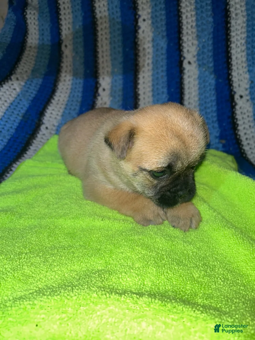 Mixed Breed dogs for sale: Butterscotch - Ad 3