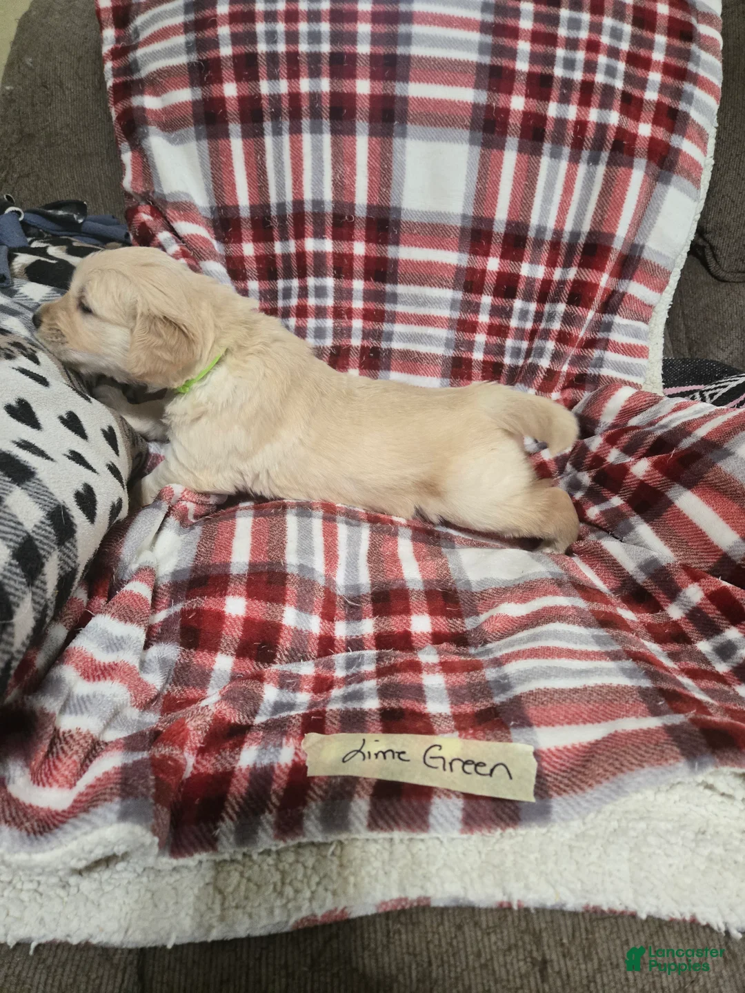 Golden Retriever dogs for sale: Orange Collar Male - Ad 2