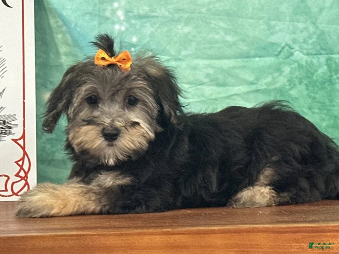 Yochon dogs for sale: Skye - Ad 3