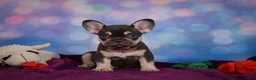 French Bulldog dogs for sale: Debbie - Ad 12