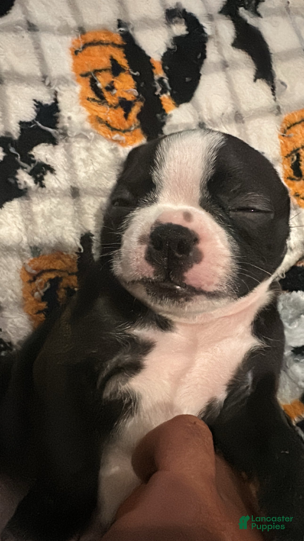 Boston Terrier dogs for sale: Tatum - Ad 10