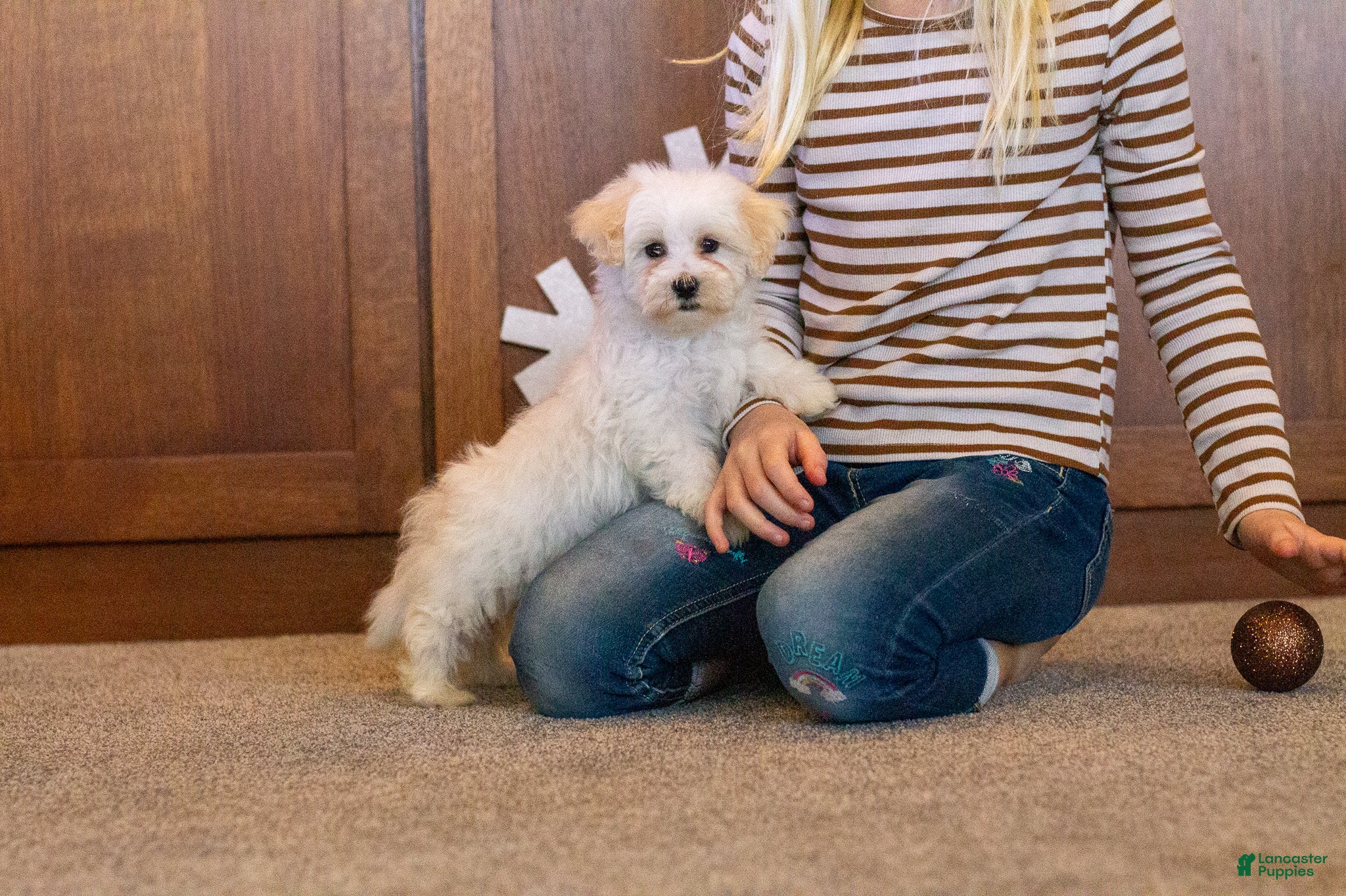 Maltipoo dogs Frosty  - Ad 19