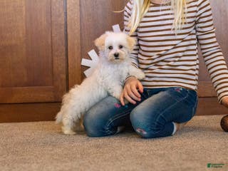 Maltipoo dogs Frosty - Ad 19