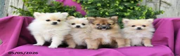 Pomeranian dogs for sale: Sport - Ad 5