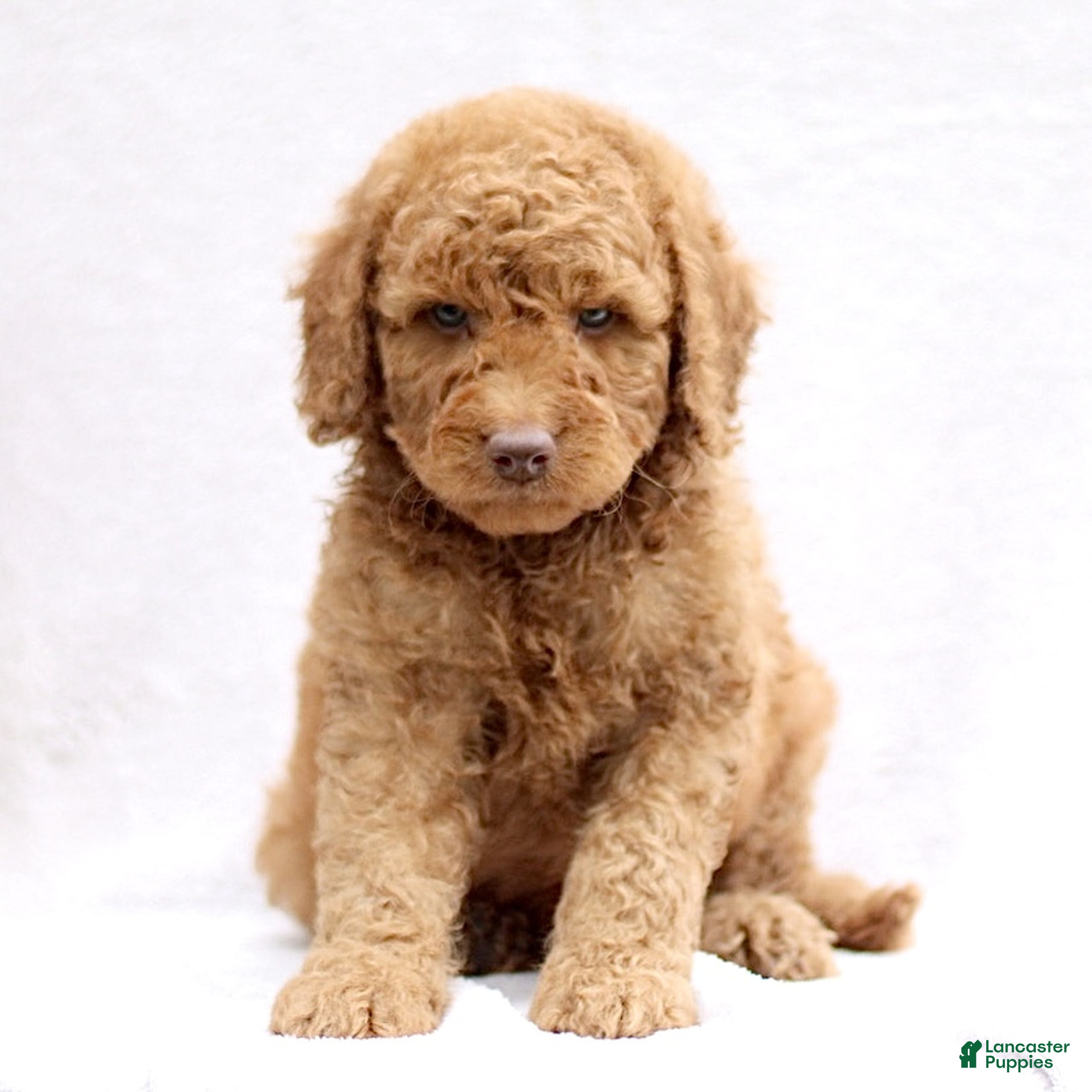 Mini Goldendoodle dogs Loki  - Ad 1