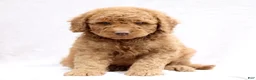 Mini Goldendoodle dogs for sale: Loki  - Ad 1