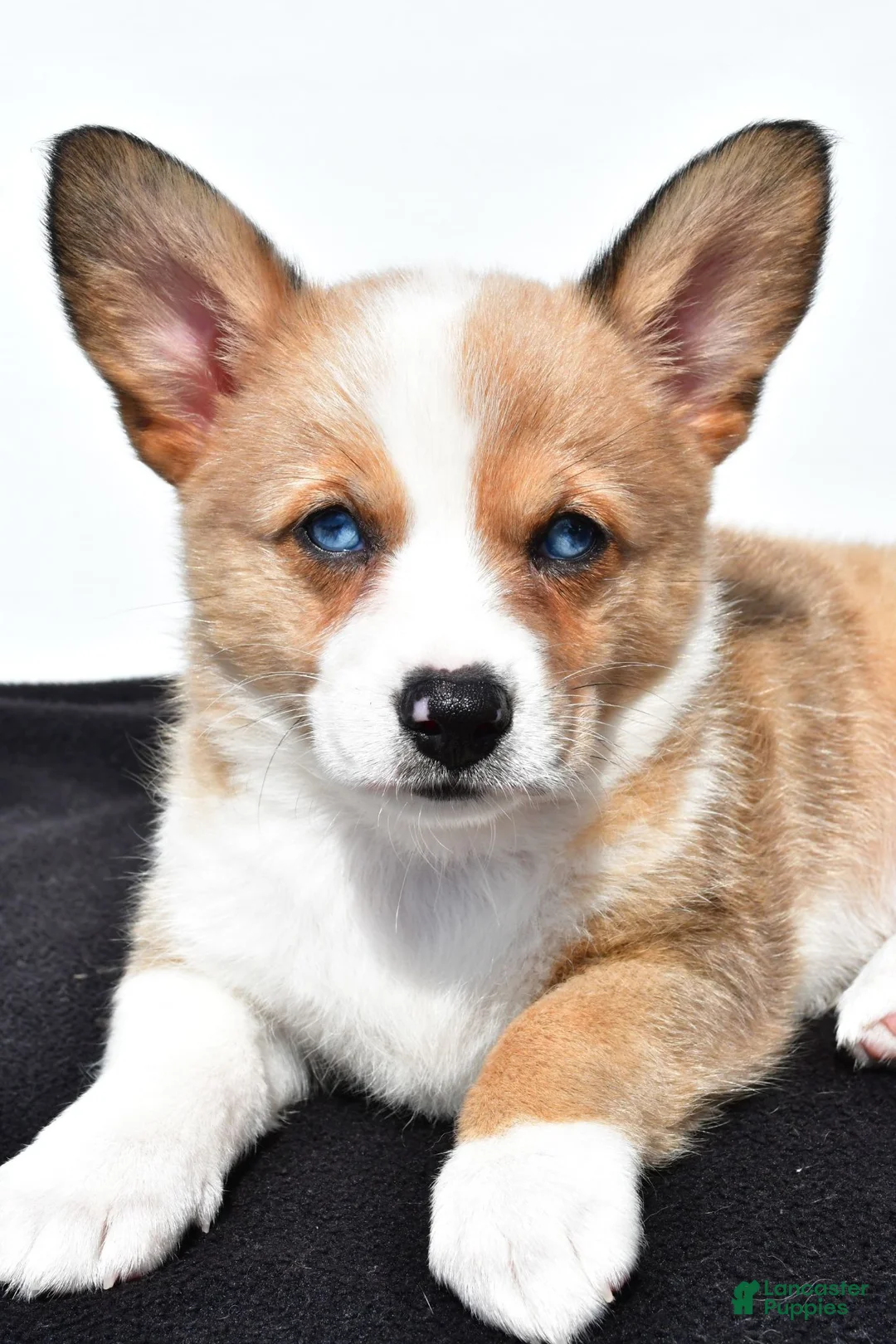 Mixed Breed dogs for sale: Ashley - Ad 2