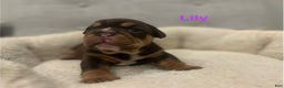 English Bulldog dogs for sale: Lily - Ad 3