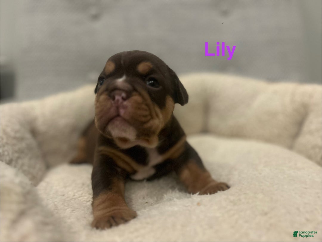 English Bulldog dogs for sale: Lily - Ad 3