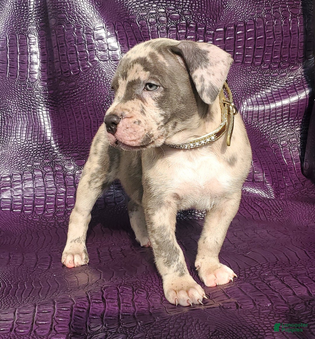 American Bully dogs for sale: American Bully Puppy 1 - Ad 10