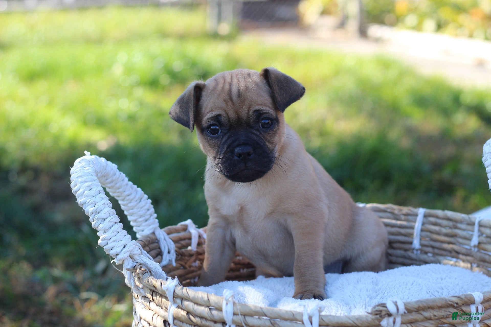 Jug dogs for sale: Denver - Ad 1
