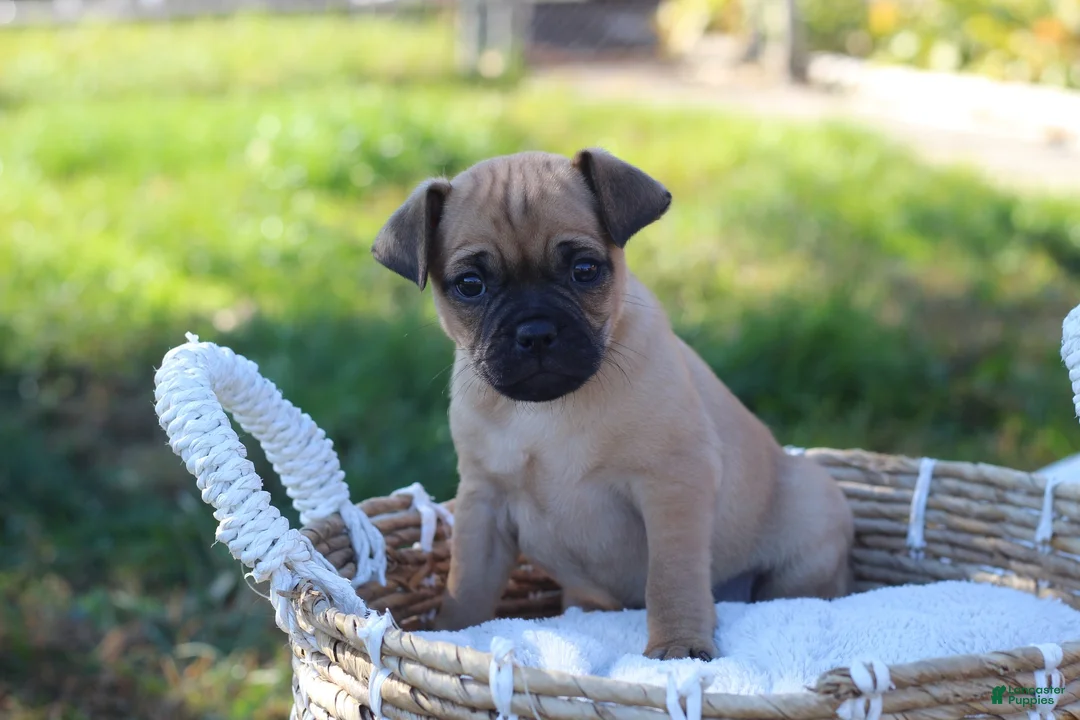 Jug dogs for sale: Denver - Ad 1