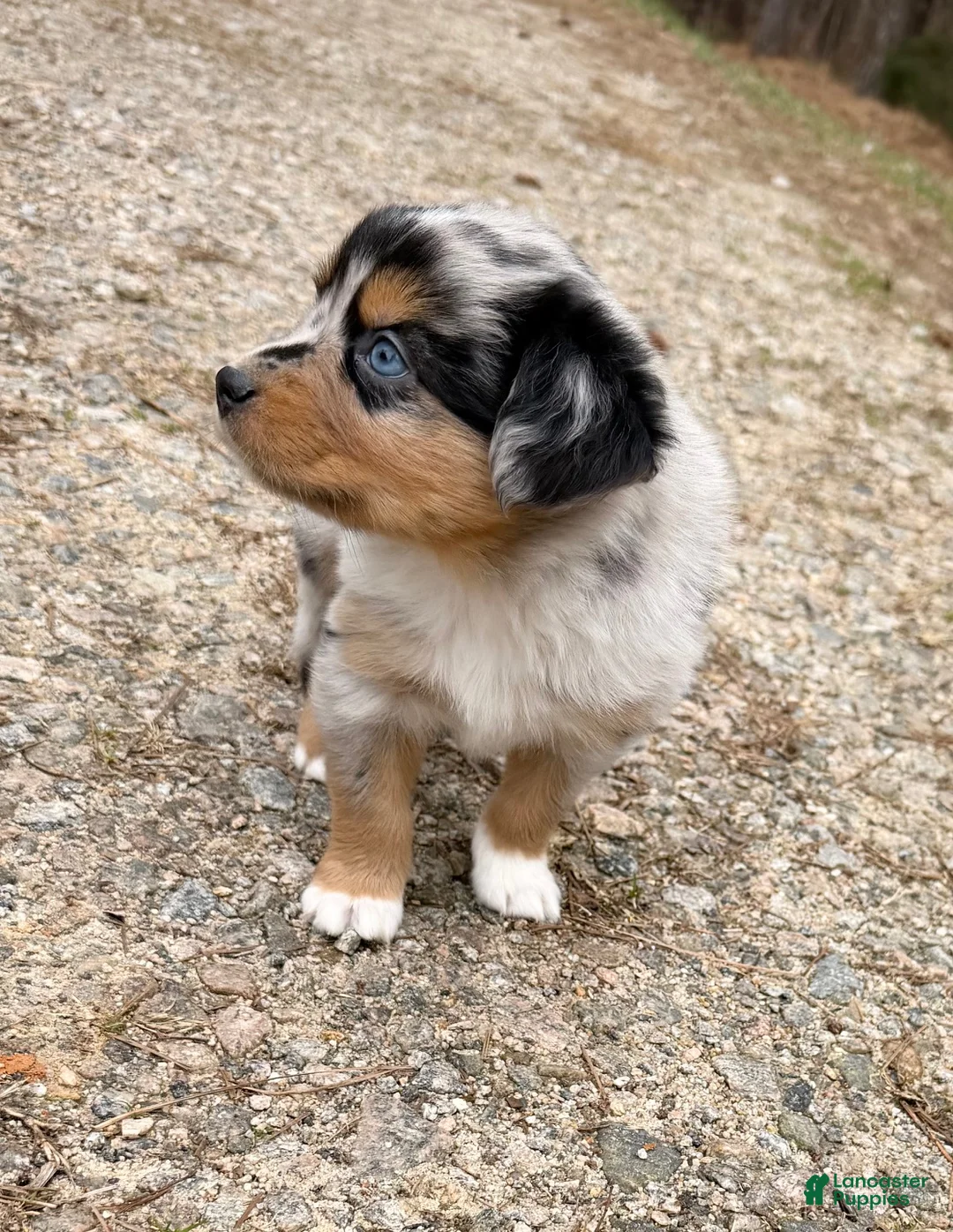 Australian Shepherd dogs for sale: Rex - Ad 7
