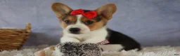 Welsh Corgi Pembroke dogs for sale: Ziggy 🩵 - Ad 14