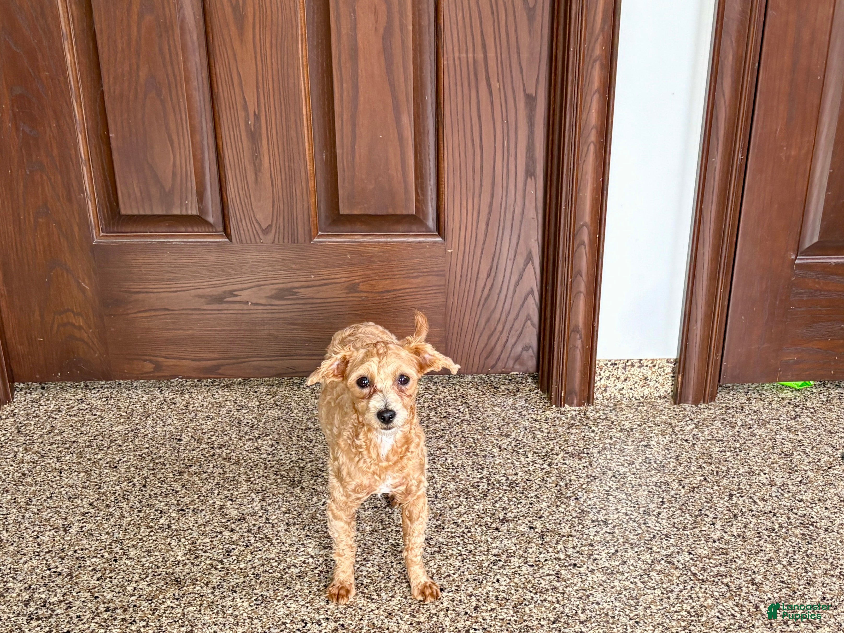 Maltipoo dogs Cutie  - Ad 1