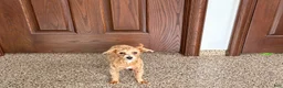 Maltipoo dogs for sale: Cutie  - Ad 1