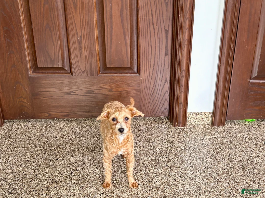 Maltipoo dogs for sale: Cutie  - Ad 1