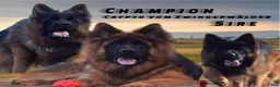 German Shepherd dogs for sale: Lh Champion bred import girl - Ad 25
