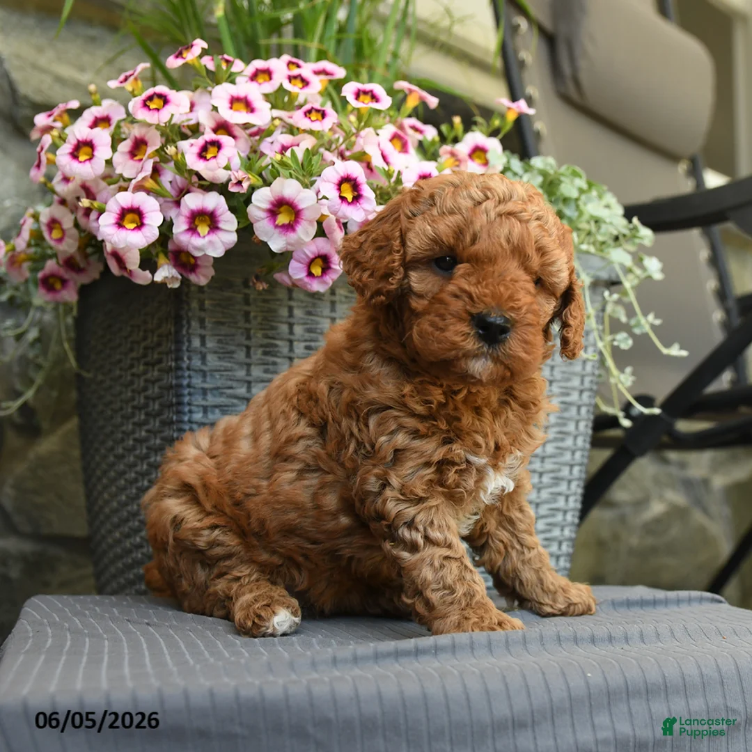 Miniature Poodle dogs for sale: Hershey - Ad 1