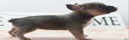 Mixed Breed dogs for sale: Nova blue  - Ad 4