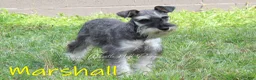 Miniature Schnauzer dogs for sale: Teddy - Ad 6
