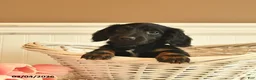 Miniature Dachshund dogs for sale: Buddy  - Ad 5