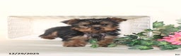 Yorkshire Terrier dogs for sale: Theo - Ad 5