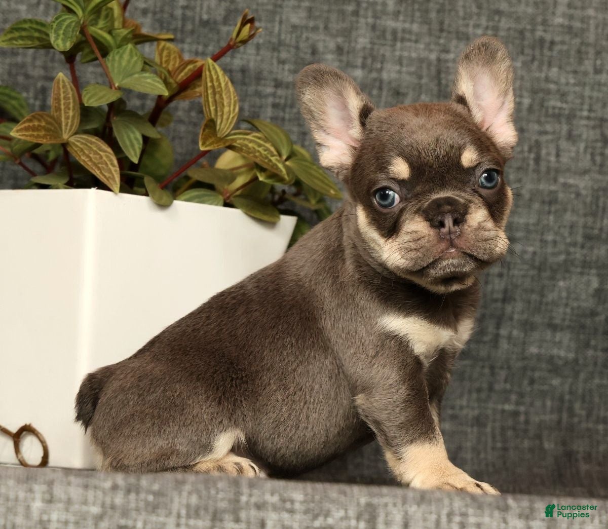 French Bulldog dogs for sale: Leo - Ad 33
