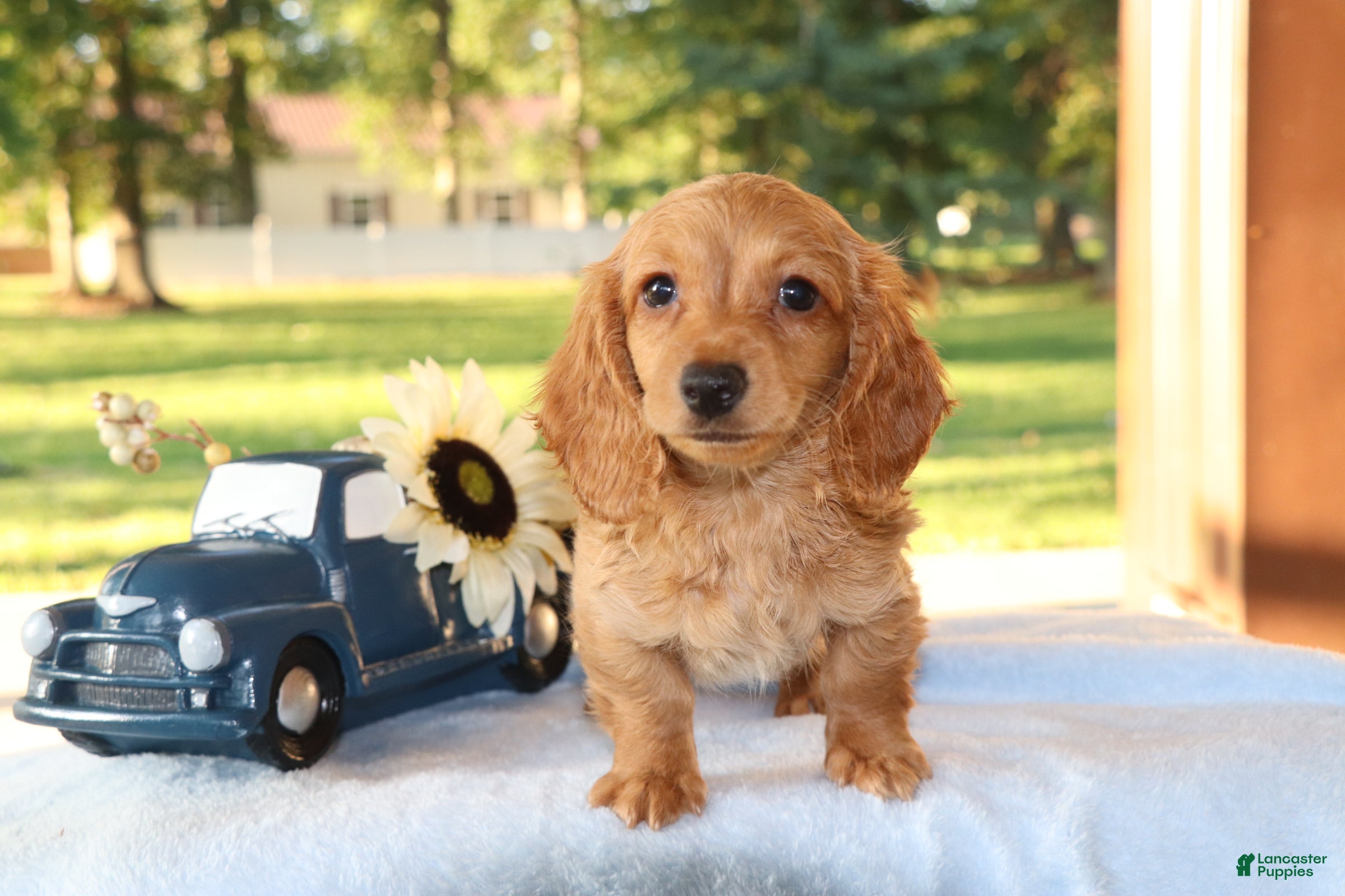 Dachshund dogs Carmen  - Ad 1