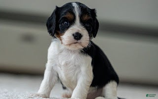 Cavalier King Charles Spaniel dogs Clara the Cavalier King Charles Spaniel - Ad 38