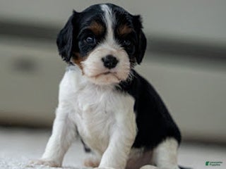 Cavalier King Charles Spaniel dogs Clara the Cavalier King Charles Spaniel - Ad 38