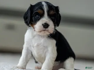 Cavalier King Charles Spaniel dogs Clara the Cavalier King Charles Spaniel - Ad 29