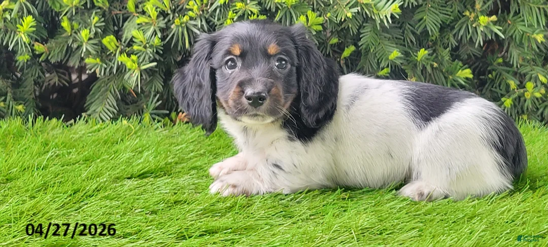 Miniature Dachshund dogs for sale: Patches - Ad 3