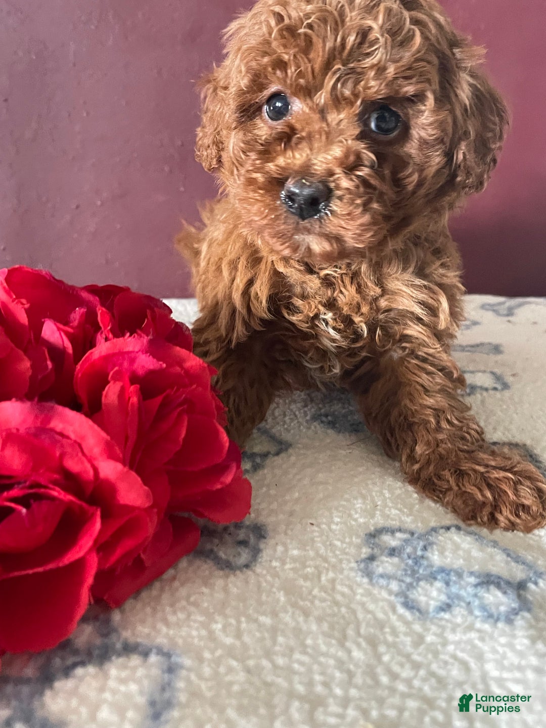 Toy Poodle dogs for sale: Chip - Ad 2