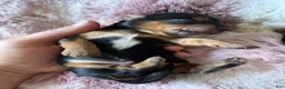 Mixed Breed dogs for sale: Mixed Breed 1 - Ad 2