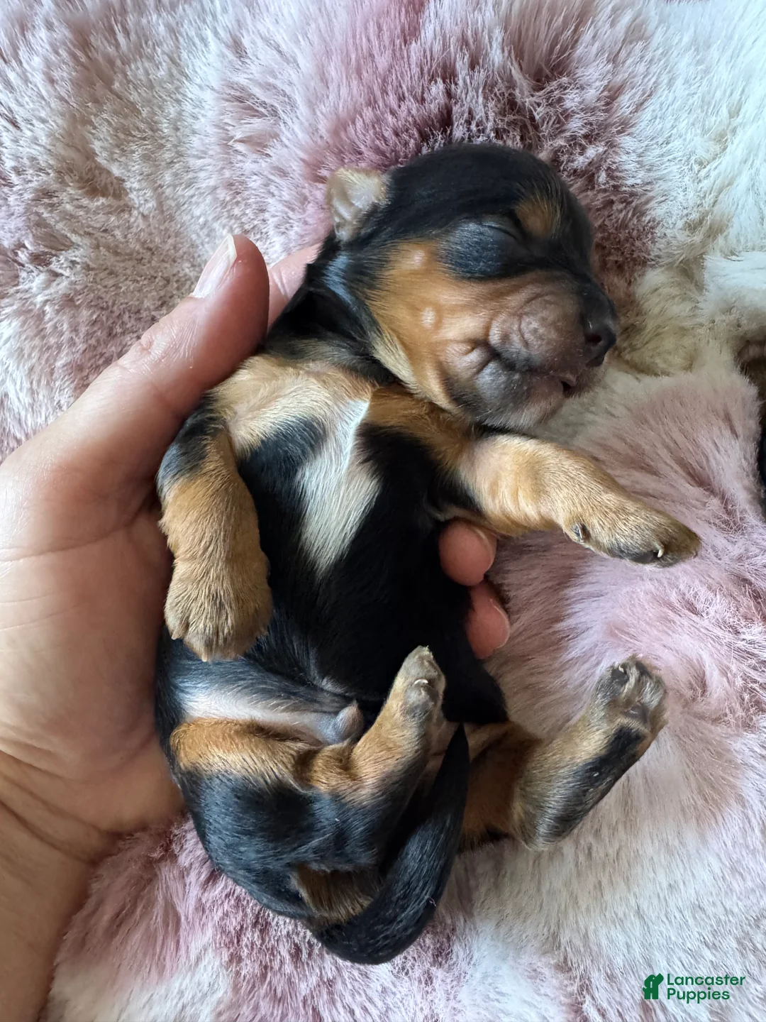 Mixed Breed dogs for sale: Mixed Breed 1 - Ad 2