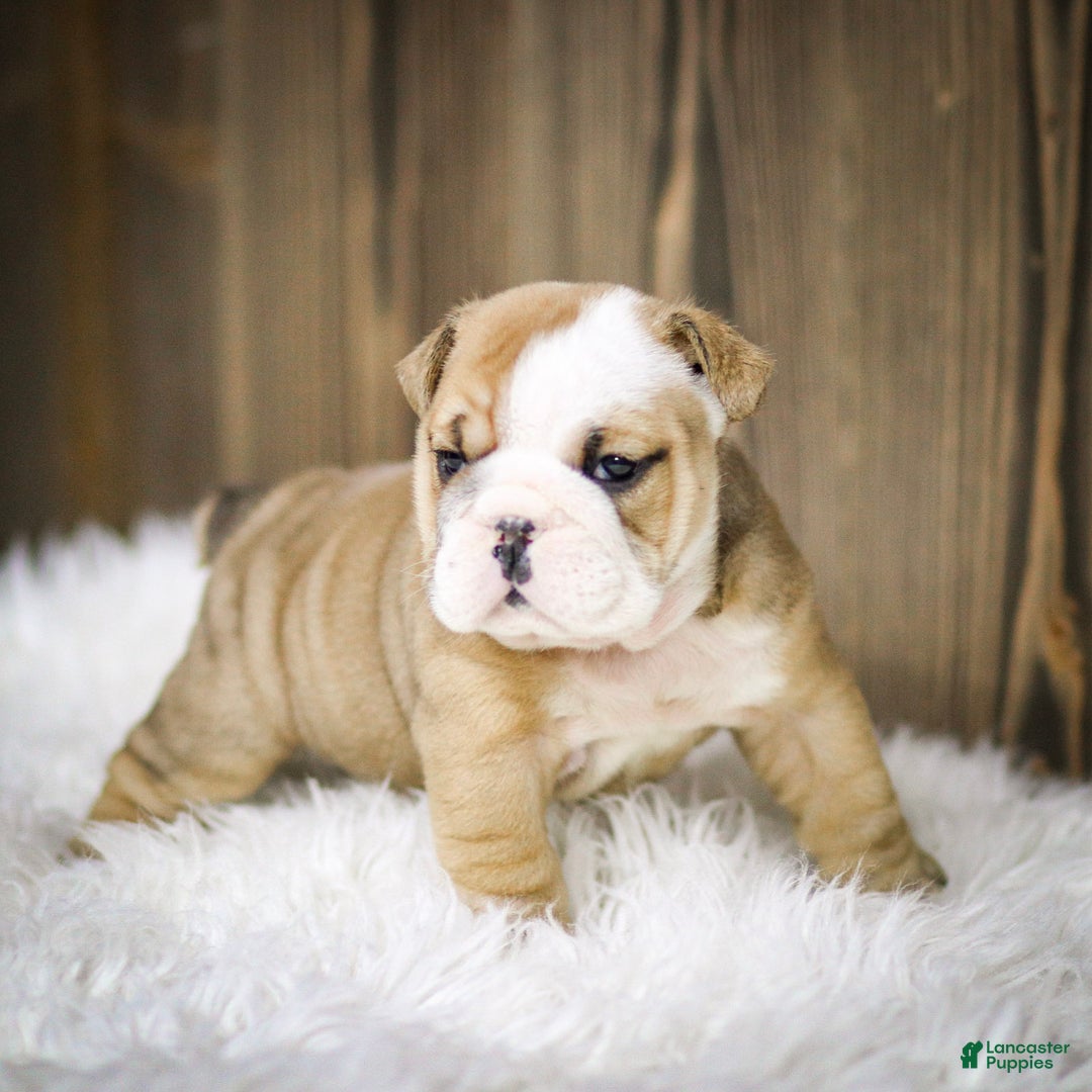 English Bulldog dogs for sale: Rudolph - Ad 11
