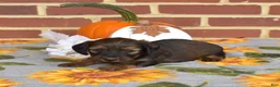 Miniature Dachshund dogs for sale: Cocoa - Ad 5