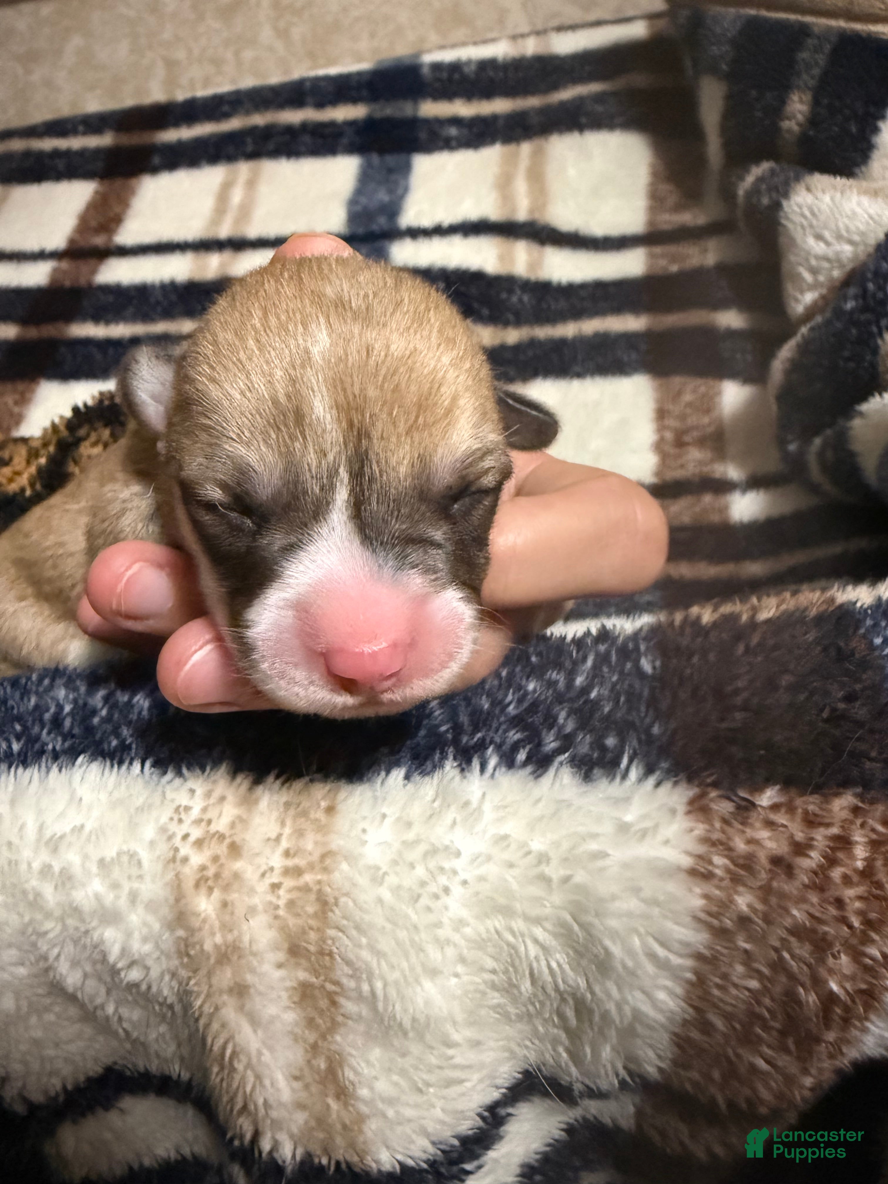 Welsh Corgi Pembroke dogs Welsh Corgi Pembroke Puppy 6 - Ad 40