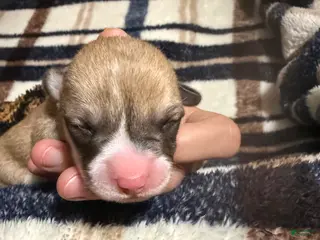 Welsh Corgi Pembroke dogs Welsh Corgi Pembroke Puppy 6 - Ad 40