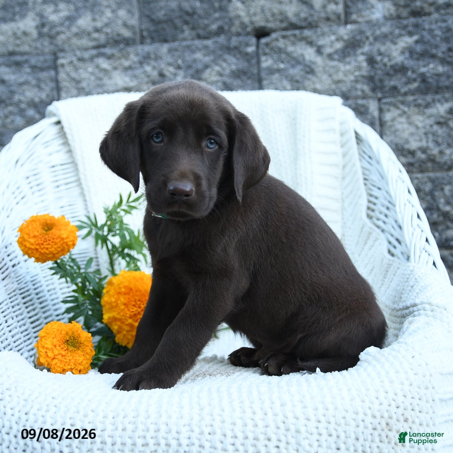 Labrador Retriever dogs Marlin - Ad 2