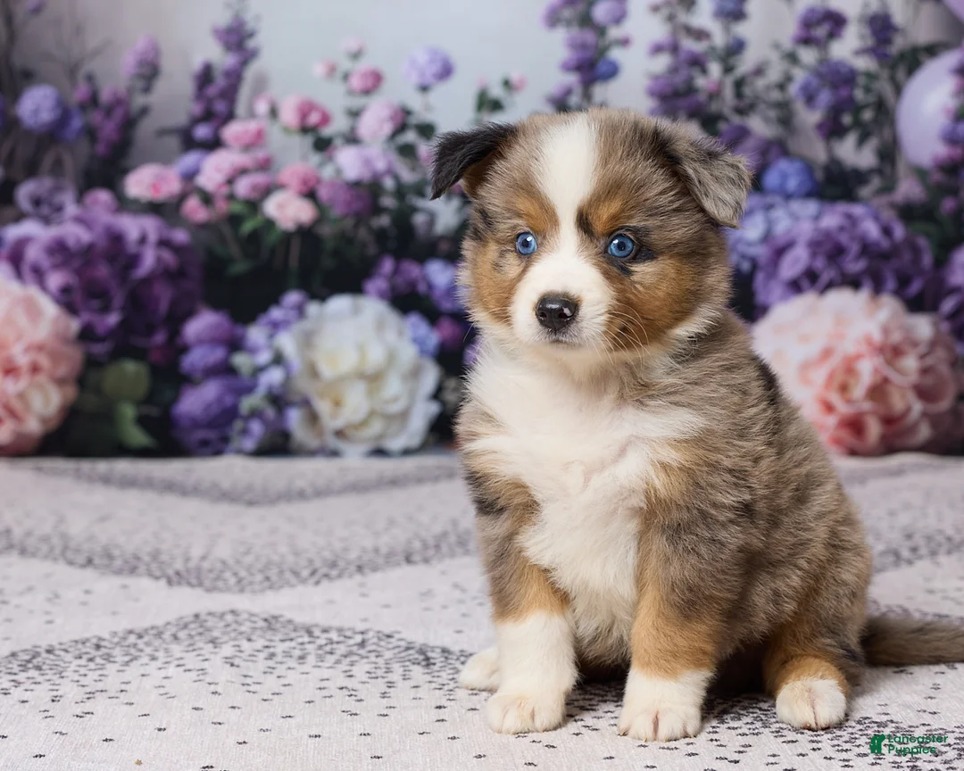 Miniature Australian Shepherd dogs for sale: Ronnie - Ad 2