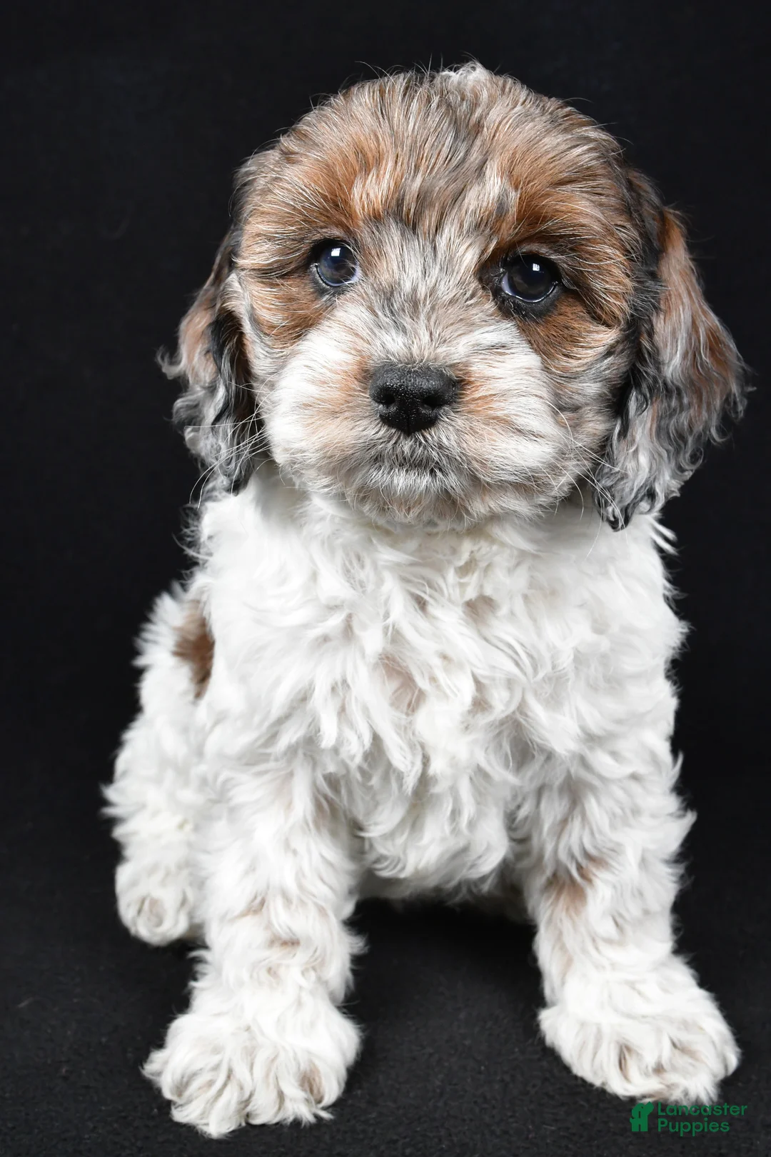 Cockapoo dogs for sale: Daisy - Ad 6