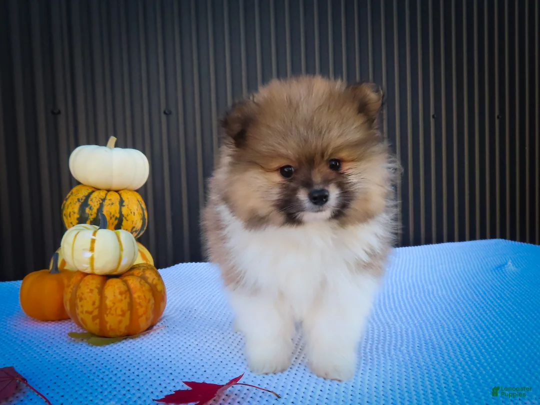 Pomeranian dogs for sale: Marco💙 - Ad 2