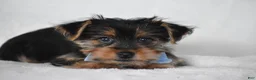Yorkshire Terrier dogs for sale: Blake - Ad 7
