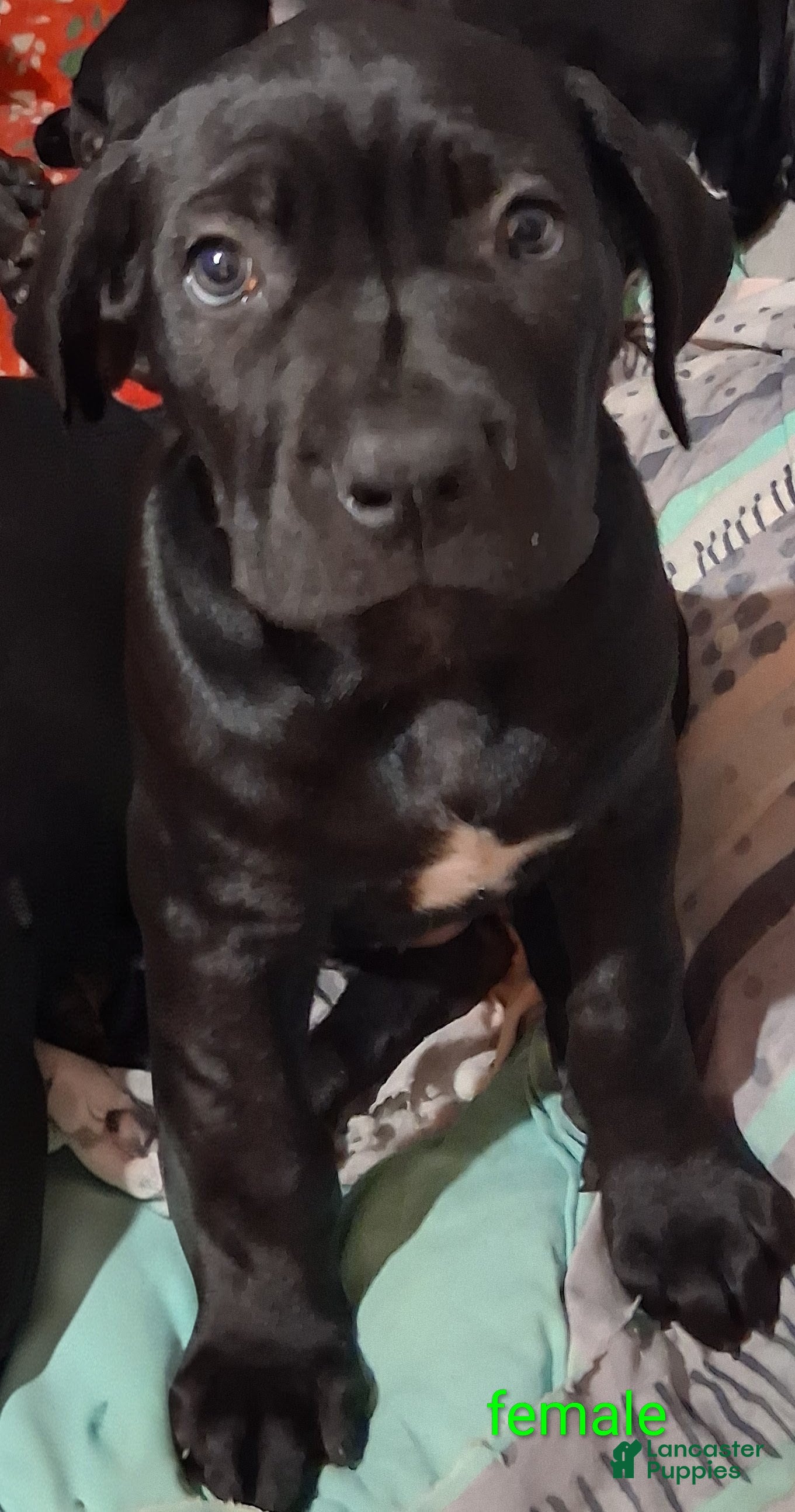 Cane Corso dogs Cane Corso 6 - Ad 28