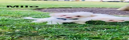 Bichon Frise dogs for sale: luna - Ad 7