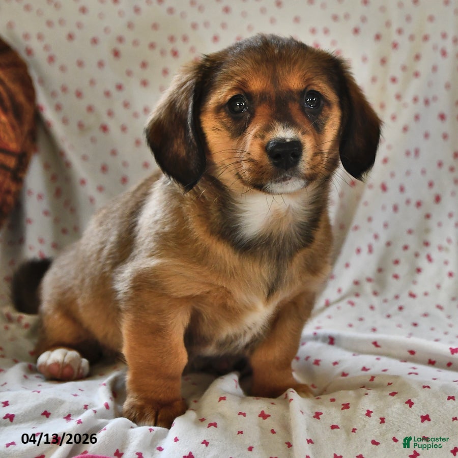 Miniature Dachshund dogs Paisley - Ad 2