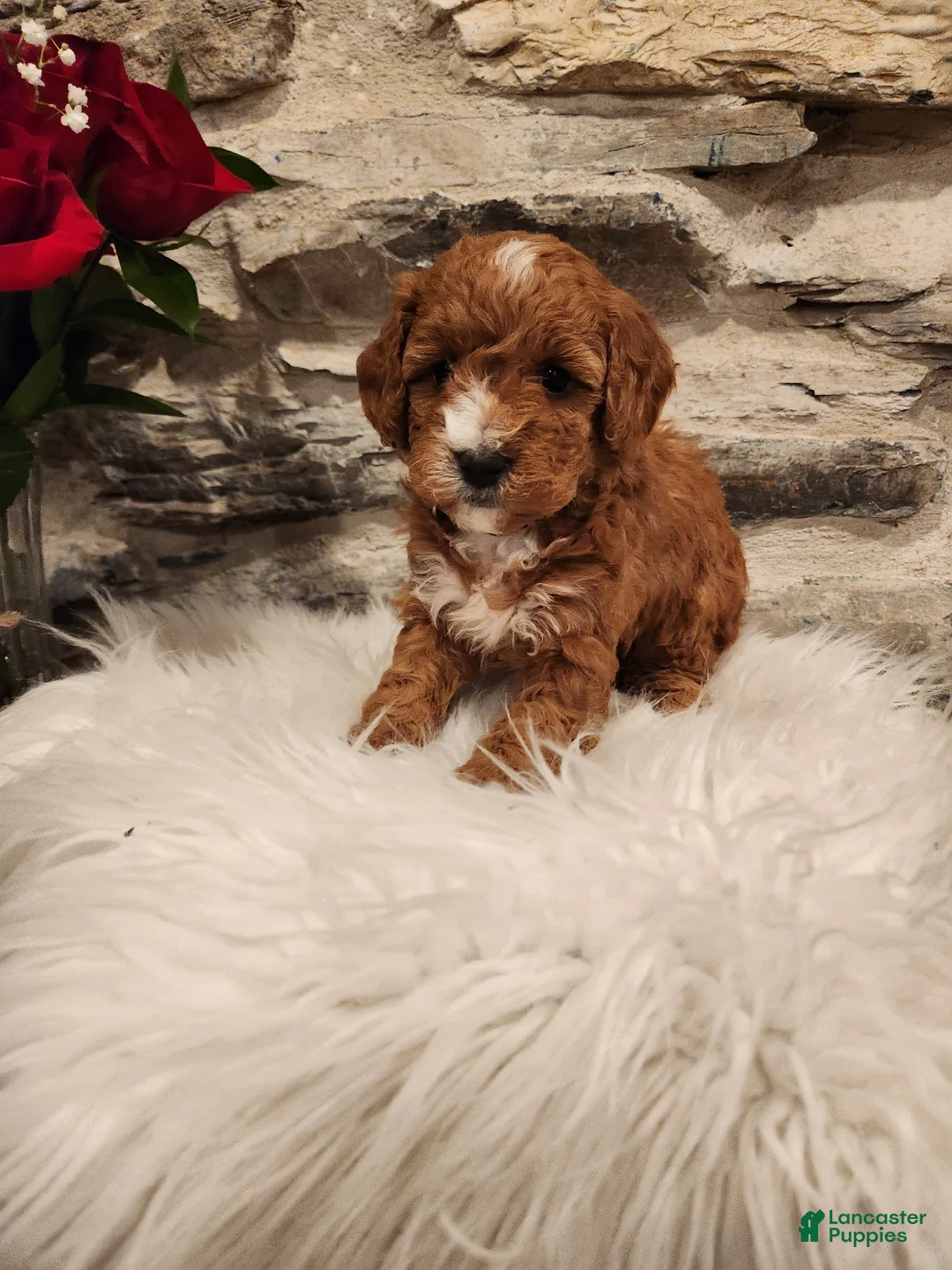 Mini Bernedoodle dogs for sale: CALLIE - MINI BERNEDOODLE LOVELY PUPPY (RICHLAND, PA) - F1BB. - Ad 1